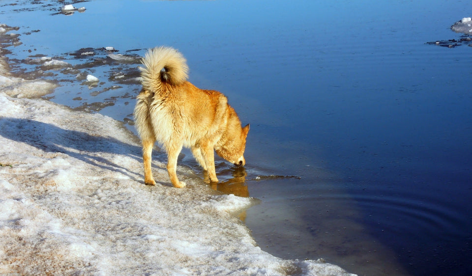 The Impact of Climate Change on Pet Health: What Owners Need to Know