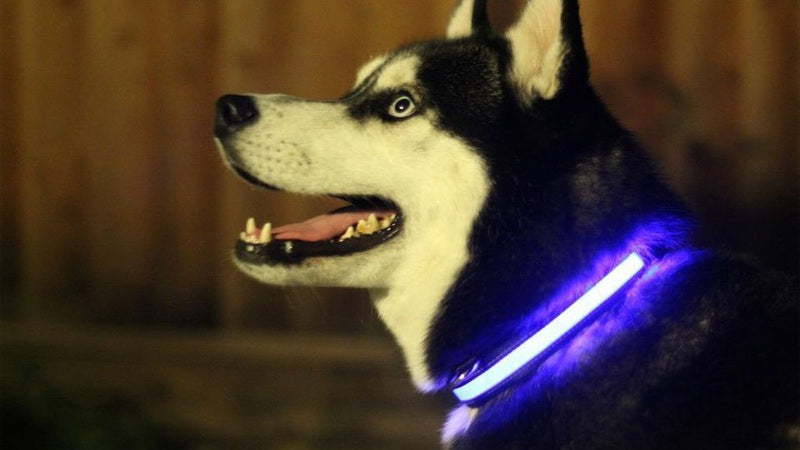LED Glow Dog Collar