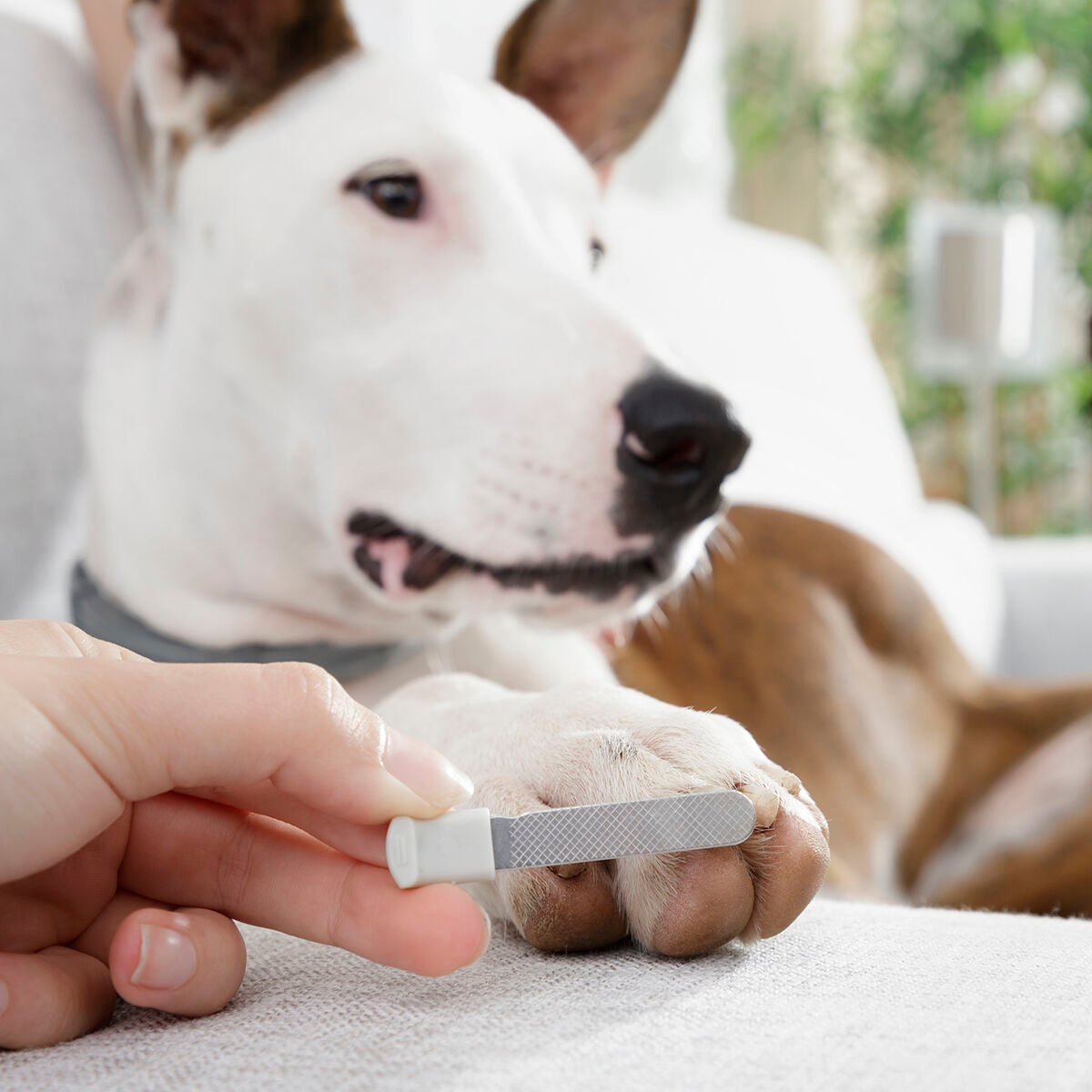 LED Pet Nail Clippers – Safe & Precise
