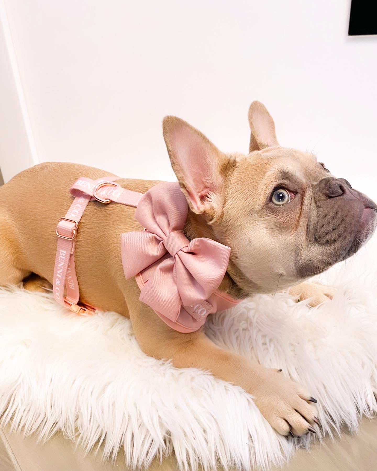 Coco Rosé Adjustable Harness
