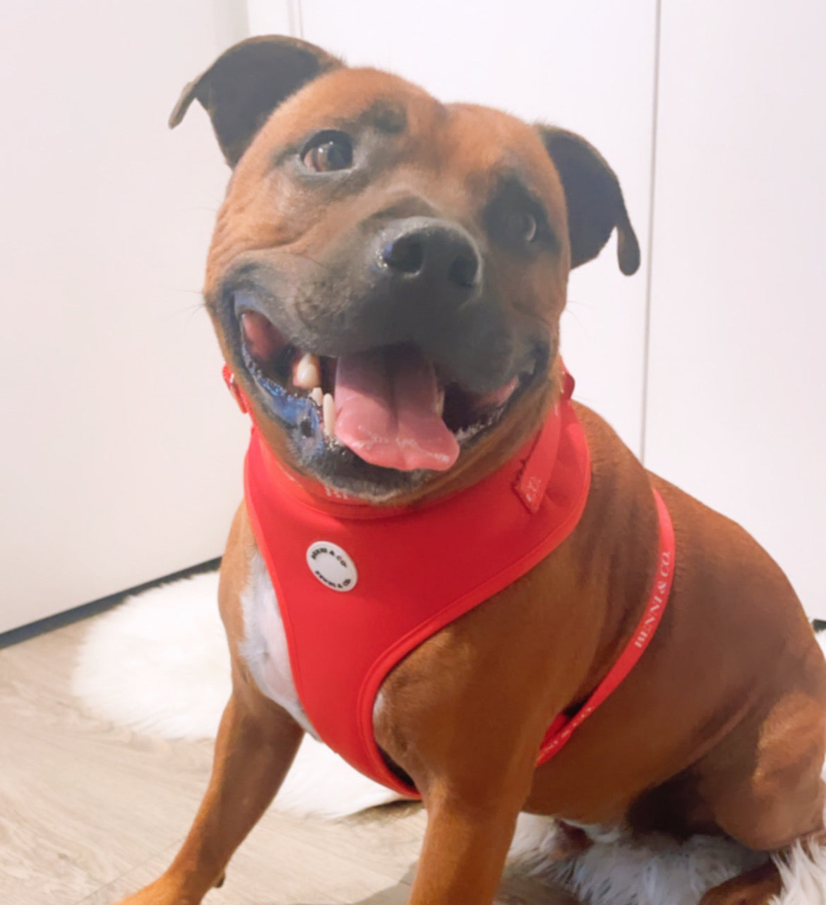 Verstelbare Luxe Hondenharnas