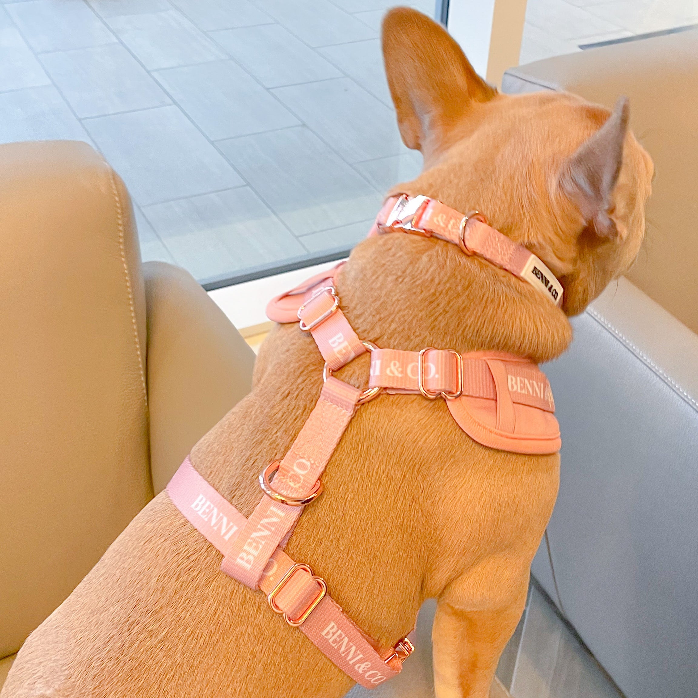 Coco Rosé Adjustable Harness